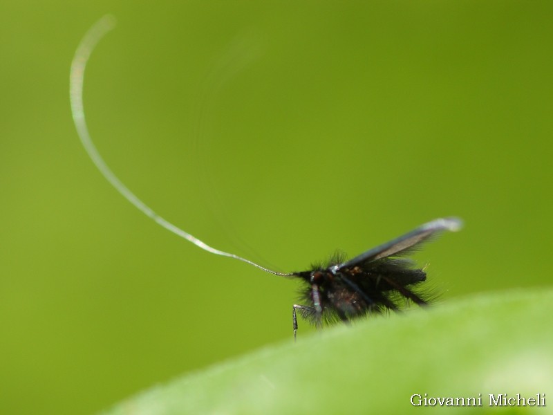 Adelidae da Identificare